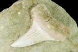 Fossil Mako Shark (Isurus) Tooth On Sandstone - Bakersfield, CA #144417-1
